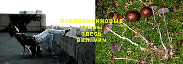 индика Аркадак
